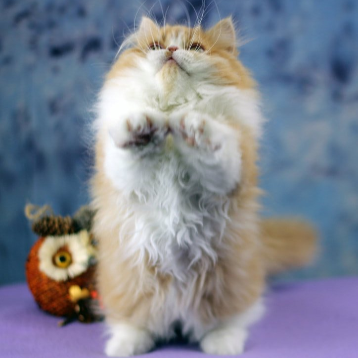 Great Mews Cattery