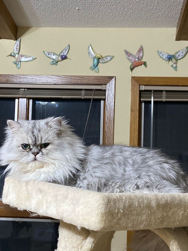 LITTLEFRENCHMEN MAXIMUS OF GREAT MEWS