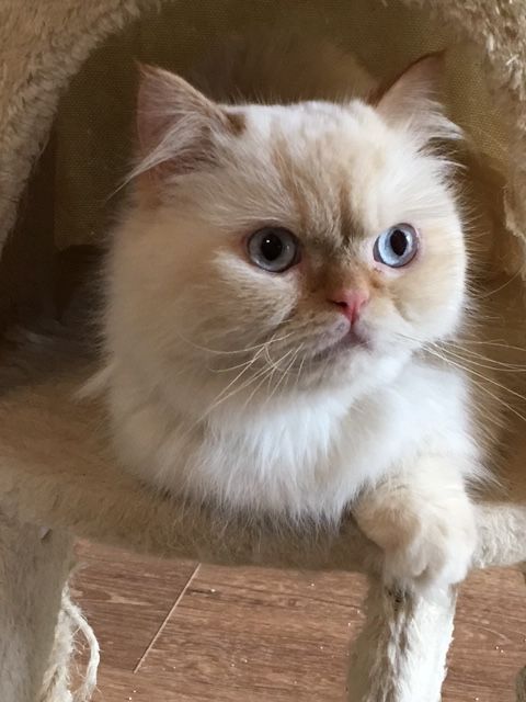 GREAT MEWS LEGENDARY KING CHARLES