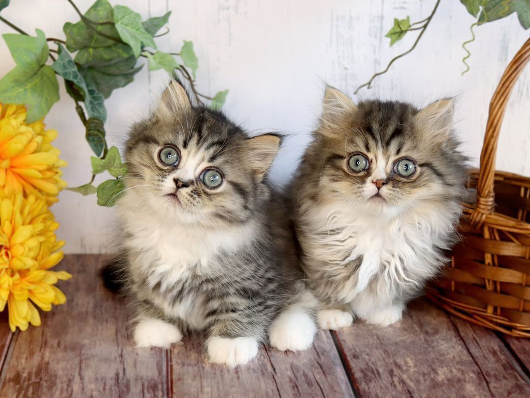 Great Mews Dean & Devon