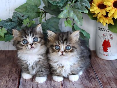 Great Mews Dean & Devon