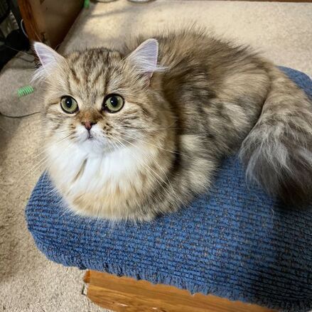 GREAT MEWS NOELLE EVE