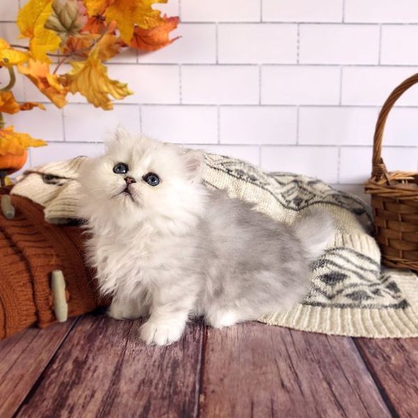 Great Mews Purrcilla