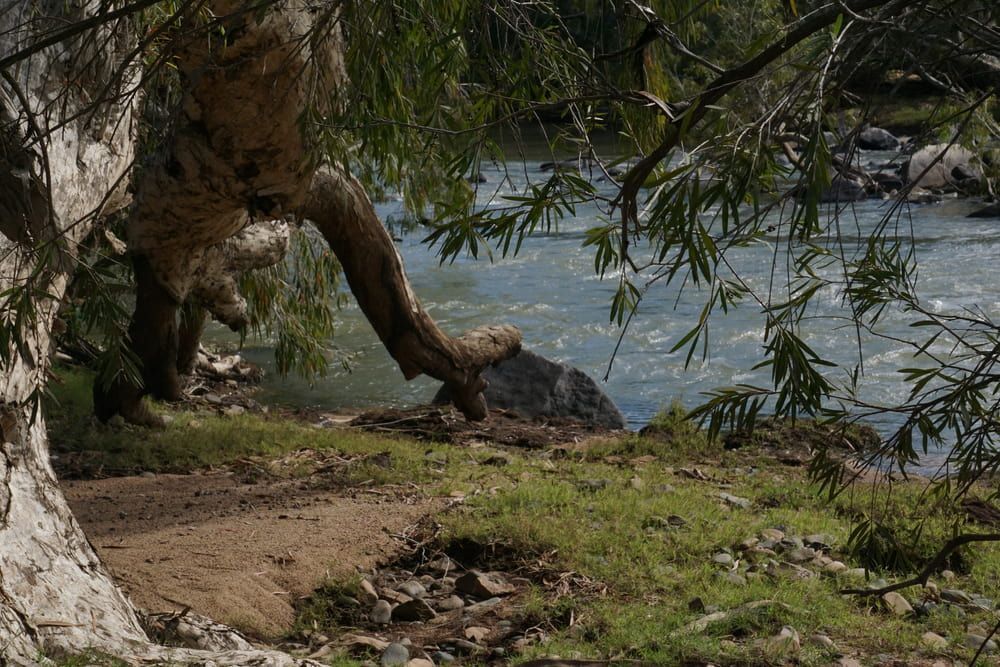 A Tree Trunk Is Sitting On The Shore Of A River — AMC Diesel Fuel Injection Services In Bowen, QLD