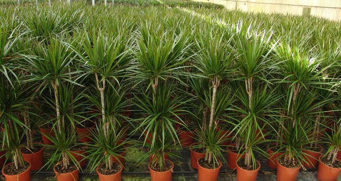 Produção em larga escala