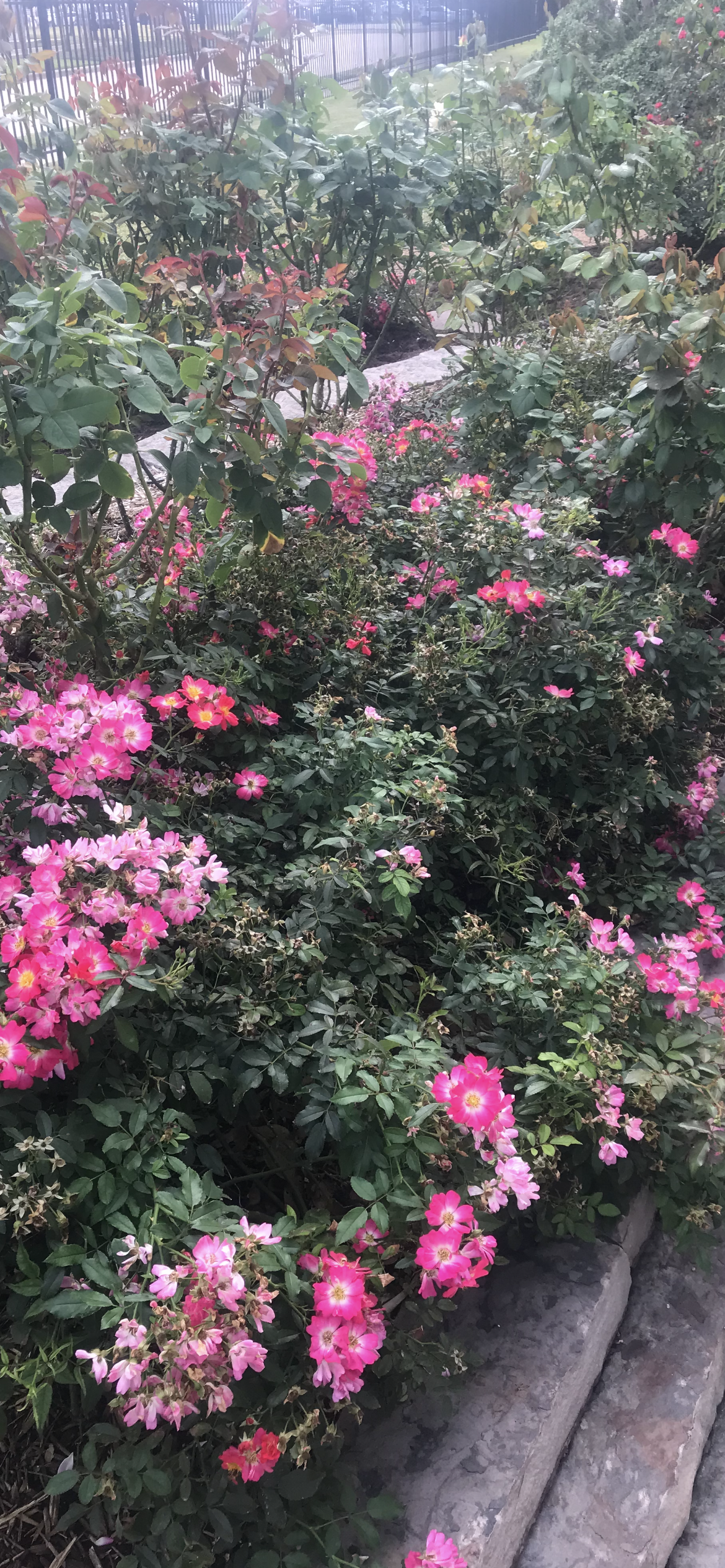 Picture Of Roses — Richmond, TX — Organoscapes