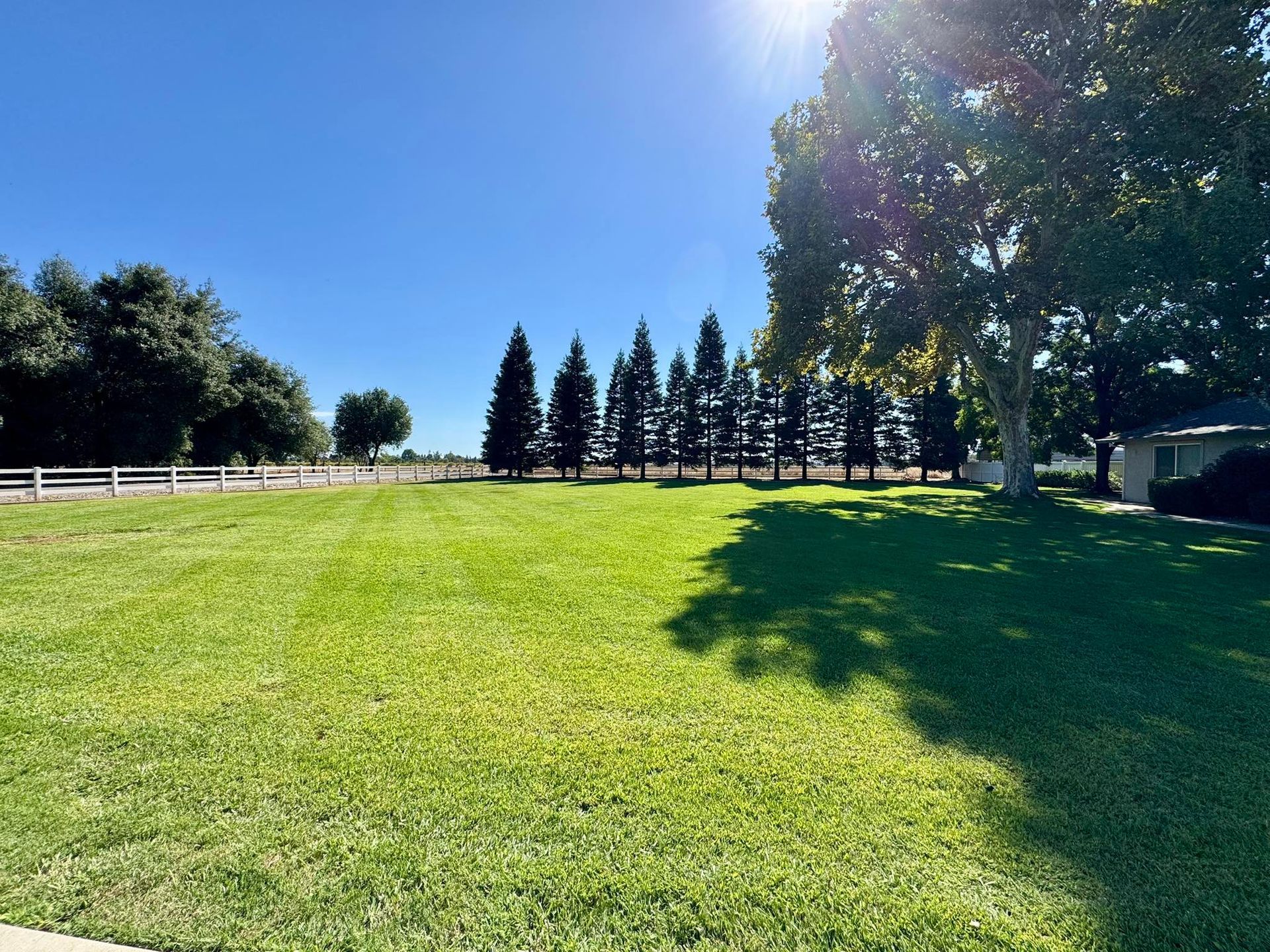 Green grassy field with a line of trees in the distance under a sunny blue sky.
