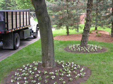 Commercial Tree Landscape — Trees with Small Flowers in Troy, MI