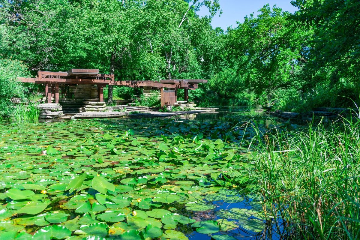 A pond filled with water lilies and a bridge in the background.