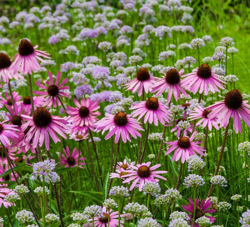 A field of pink and purple flowers growing in the grass