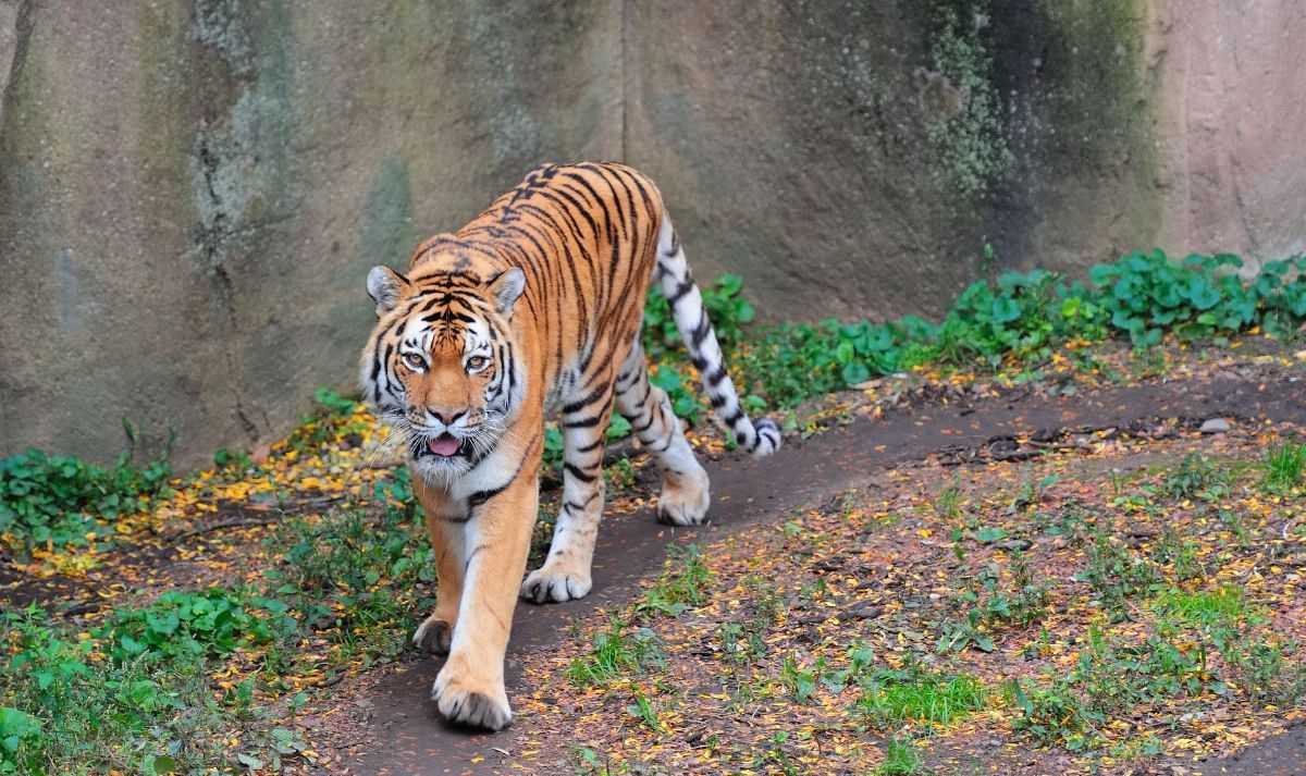 A tiger is walking down a dirt path in a zoo enclosure.