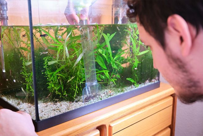 Young caucasian man pumping out water to clean up the substrate in his aquarium. Cleaning and tiding a fish tank