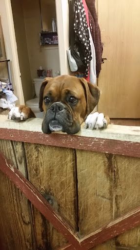 dog sitting in dogwash