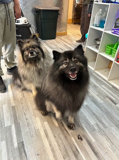 happy dog after grooming