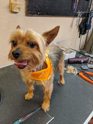 a small dog wearing an orange bandana is standing on a table .