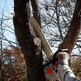 Tree removal — Tree — Erie, Pennsylvania