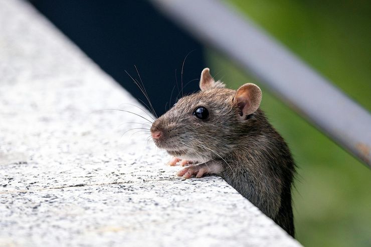 A small brown rat looking curiously over the edge of a light-colored granite ledge against a blurred green background.