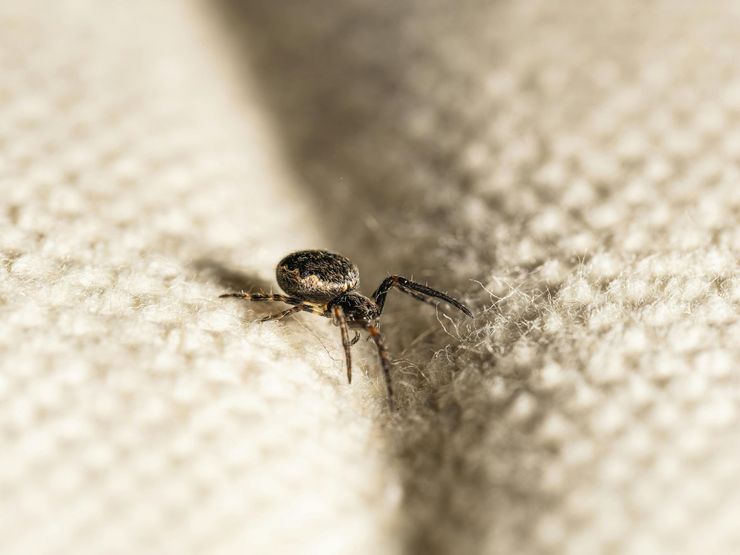 A small, dark, globular-bodied spider walking across a light-colored, textured fabric surface.