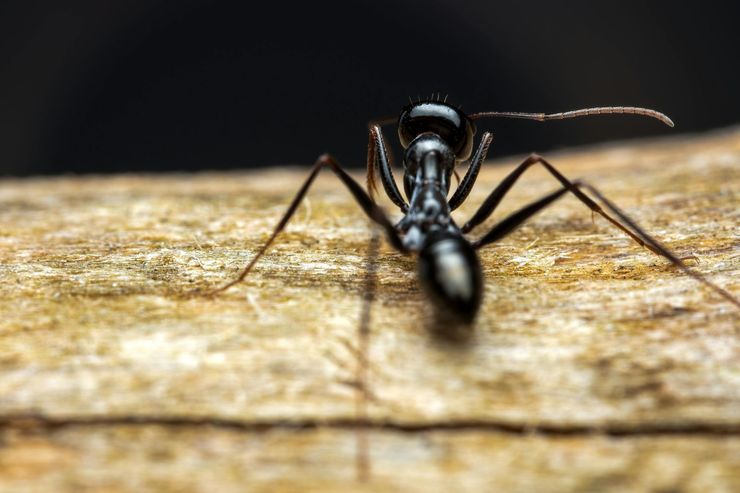 A shiny black ant crawls across a piece of textured, light-colored wood in close-up.