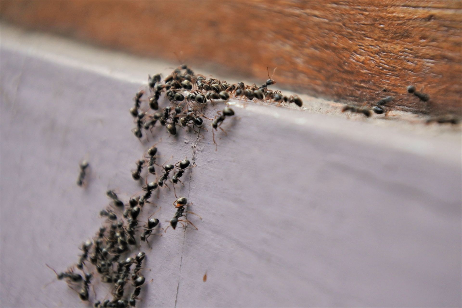 A dense trail of small black ants crawling along the edge of a light-colored surface near a wooden trim.