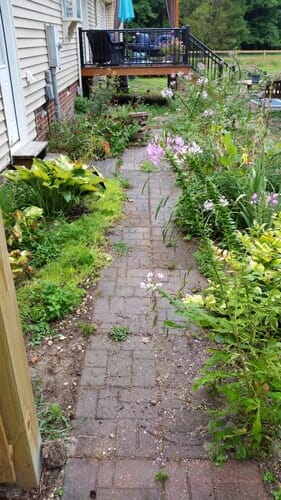 Path walk with over grown plants — Richmond, VA — Land Designs LLC