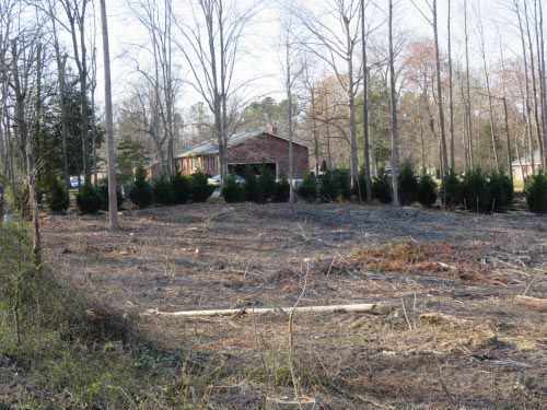 Line of trees by clear cut area — Richmond, VA — Land Designs LLC