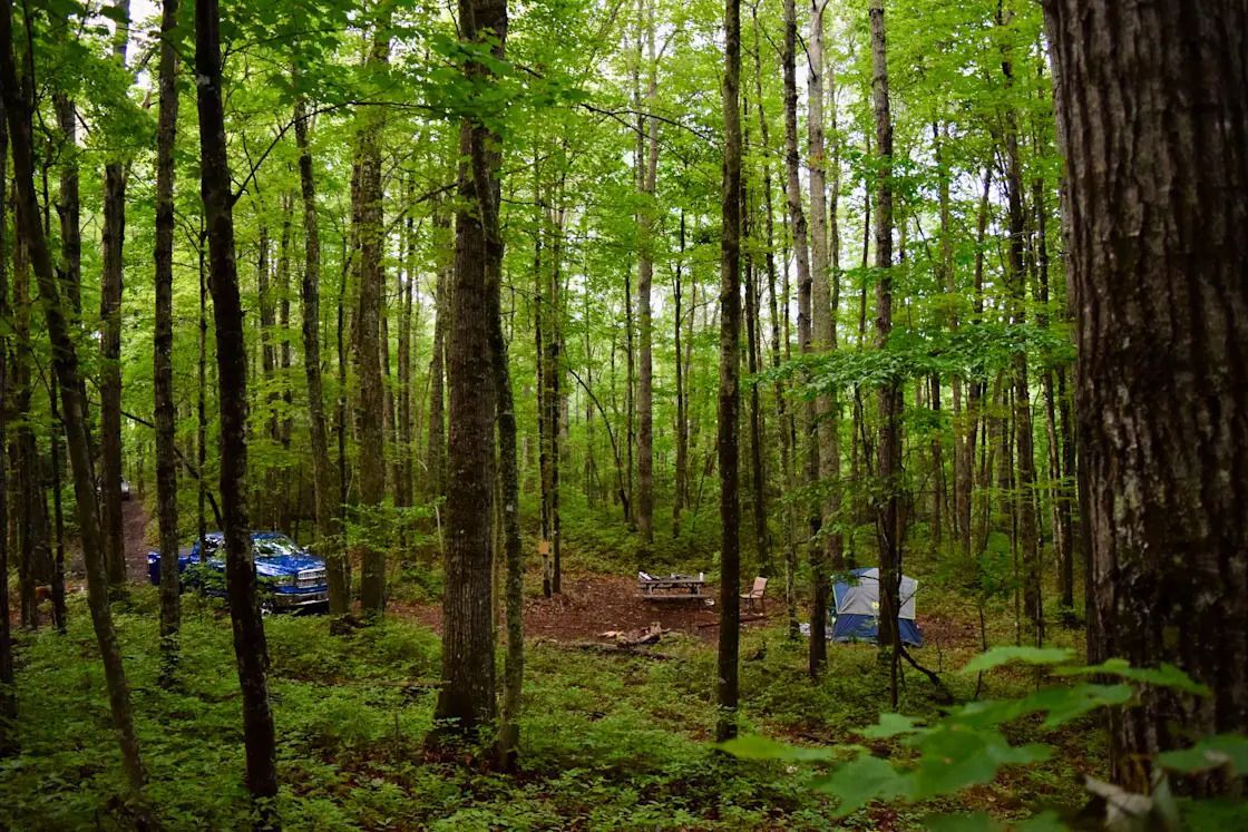 A tent is sitting in the middle of a forest surrounded by trees.