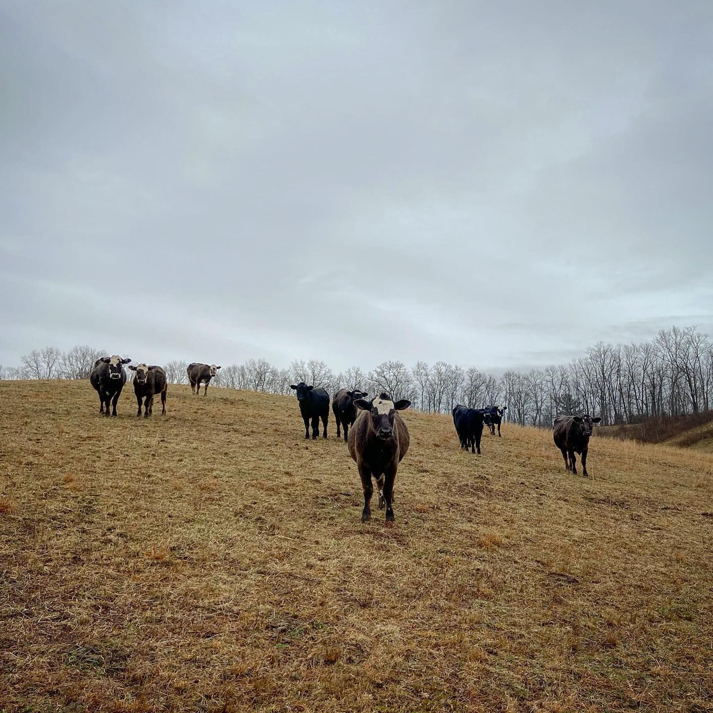 A herd of cows are standing in a dry grassy field.