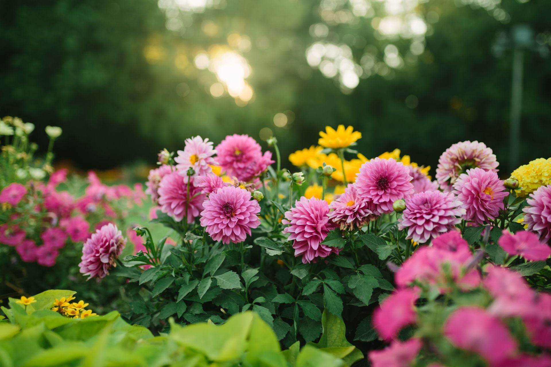 A bunch of pink and yellow flowers are growing in a garden.