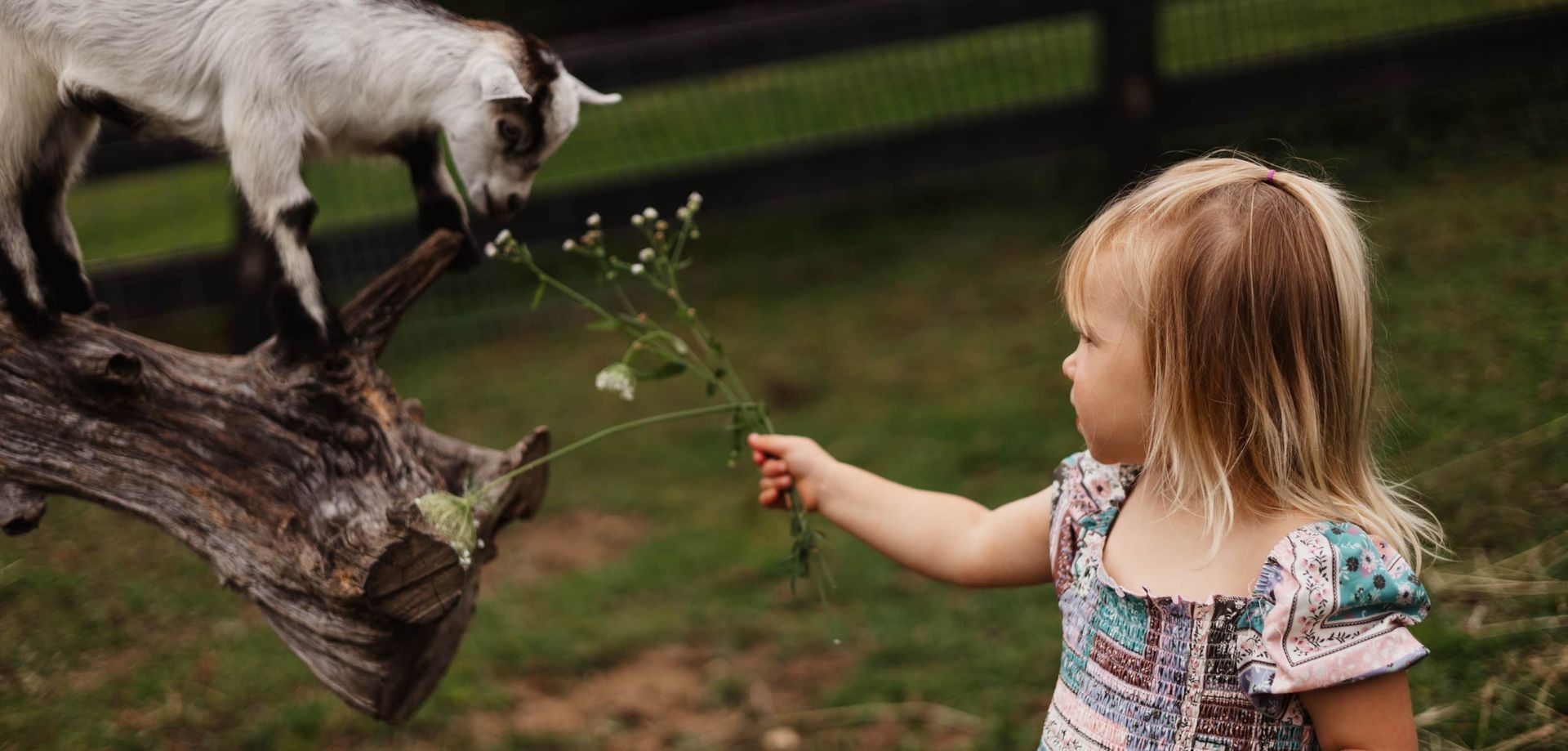 A little girl is feeding a goat a flower.