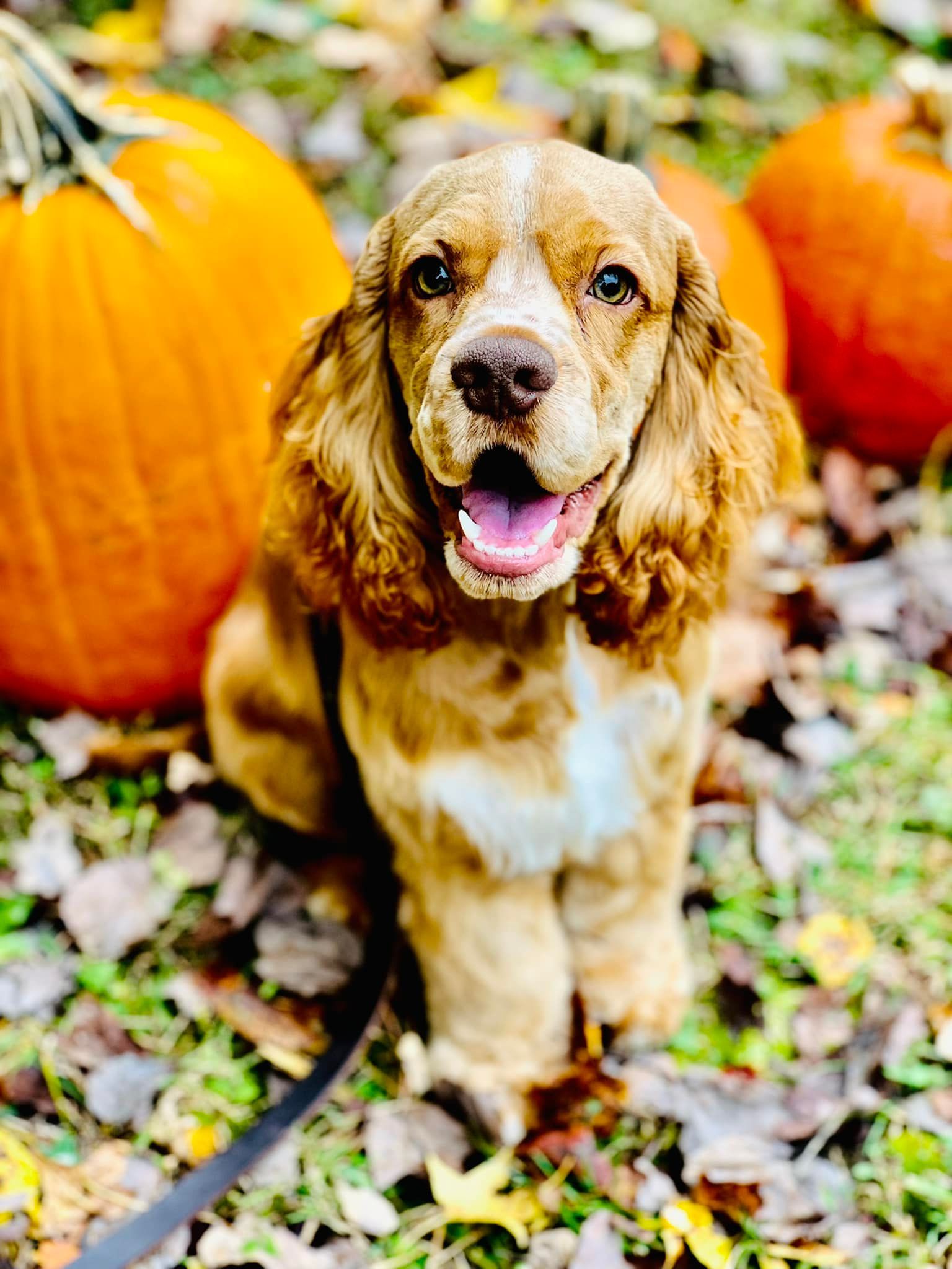 A golden cocker spaniel sitting happily among fallen leaves with large orange pumpkins in the background.
