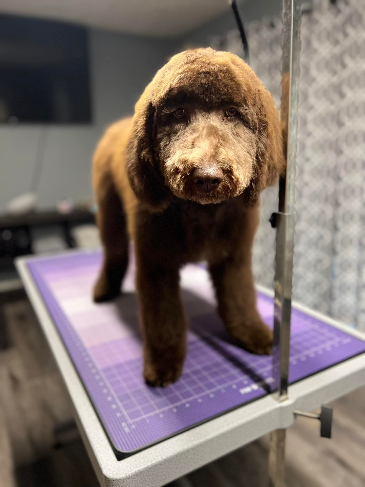 A brown, curly-haired dog stands on a purple, grid-patterned grooming table in an indoor setting.