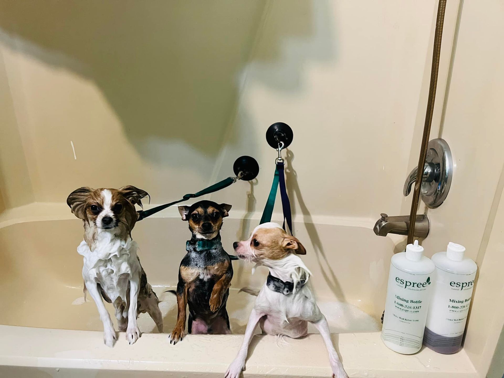 Three small dogs in a bathtub, secured with tethers, during bath time with shampoo bottles on the side.