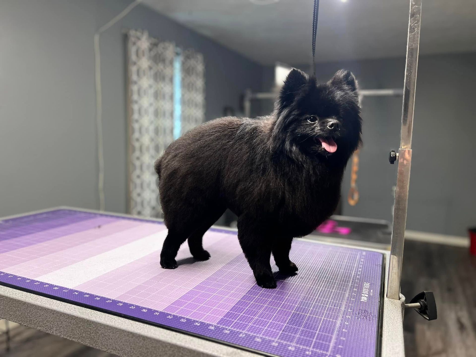 A black Pomeranian stands on a purple grooming table, looking toward the camera with its tongue slightly out.