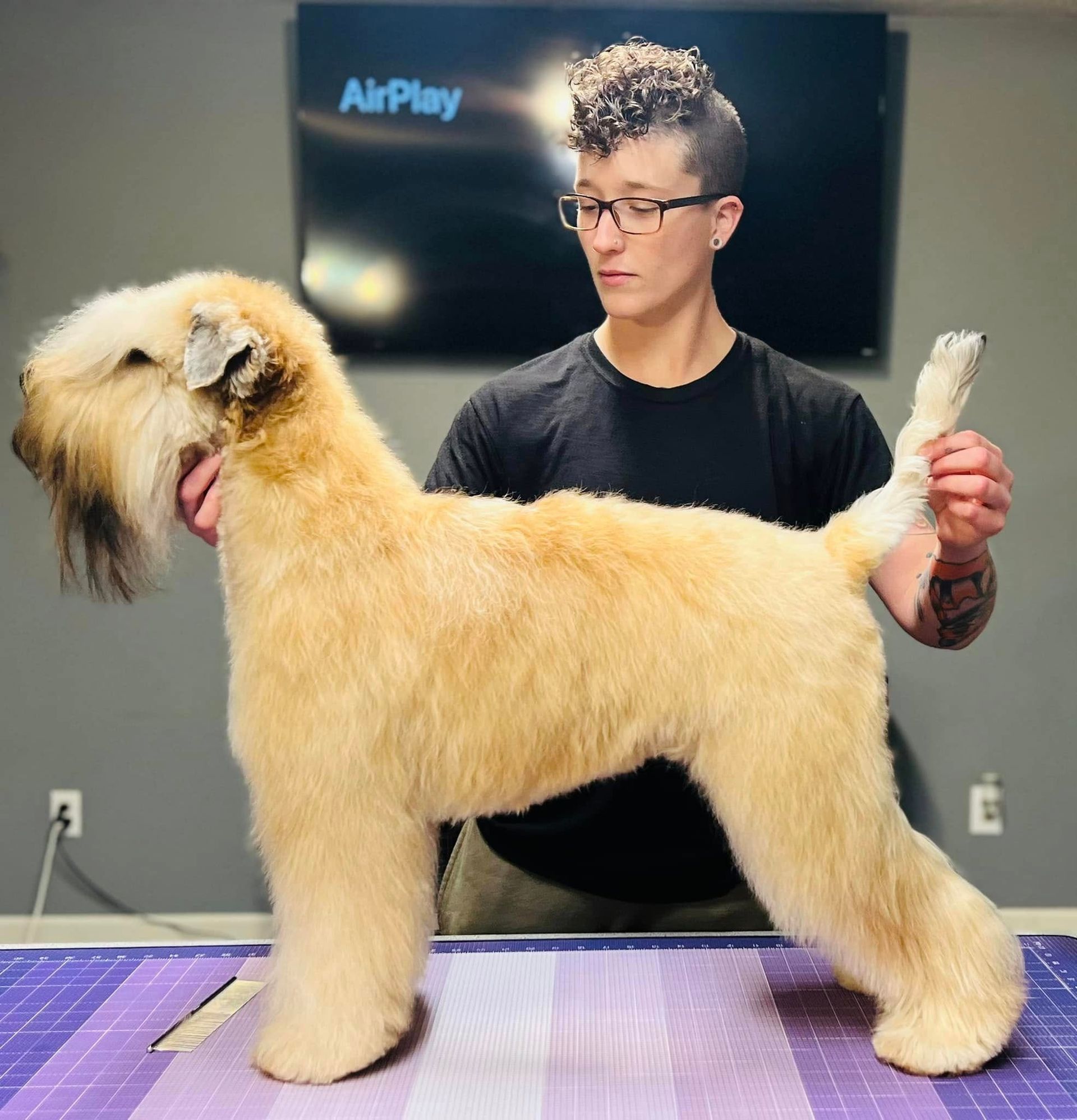A handler poses a light-colored, scruffily groomed dog on a purple grooming table in front of a monitor.