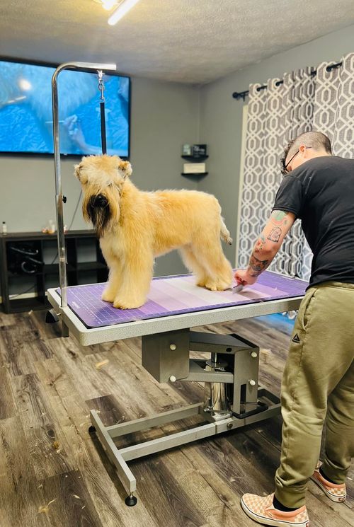 A brown dog wearing a tie dye bandana is sitting on a grooming table.