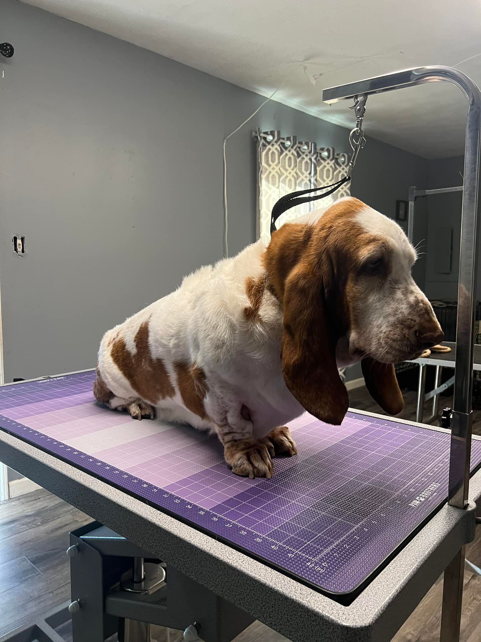 A brown and white Basset Hound stands on a purple grooming table with a metal overhead arm in a salon.