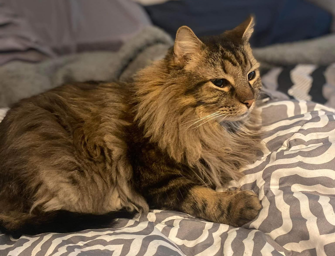 A fluffy brown tabby cat with a thick ruff sitting on a patterned bedspread, looking alert toward the right.