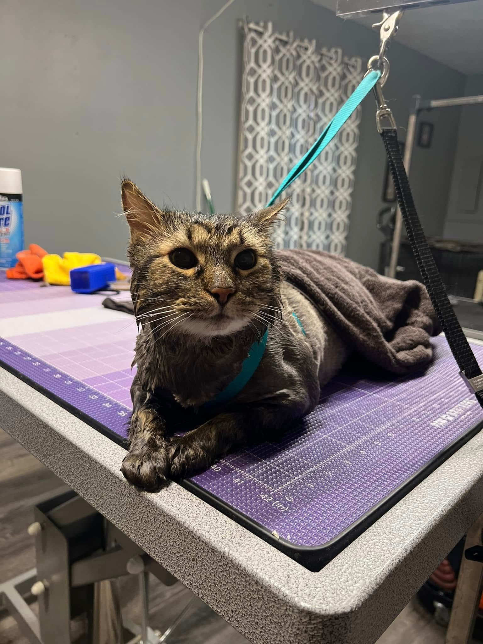 A wet tabby cat in a harness sits on a purple grooming table, partially draped in a grey towel.