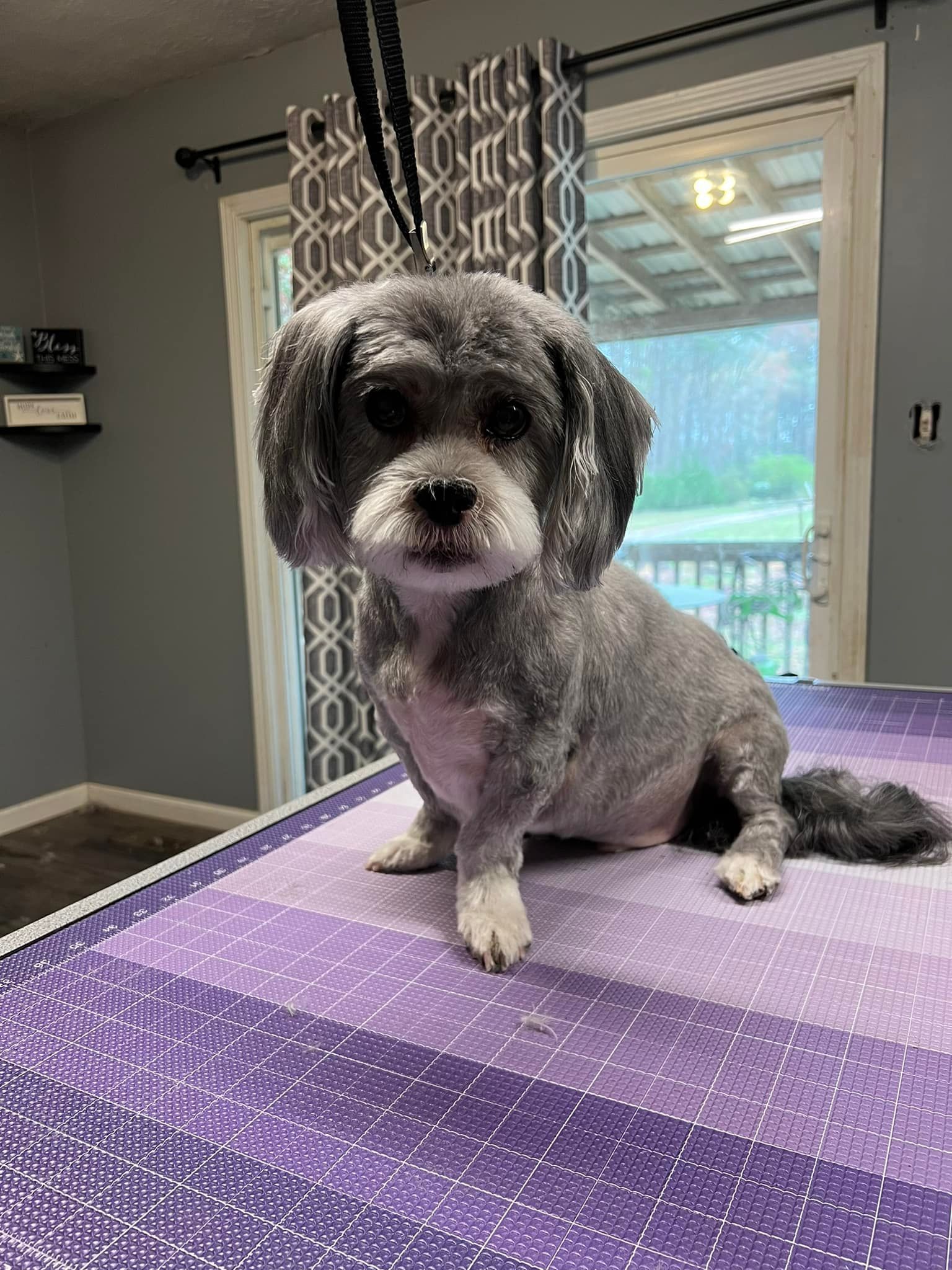 A small, groomed gray and white dog sitting on a purple grid-patterned grooming table in a room with a sliding glass door.