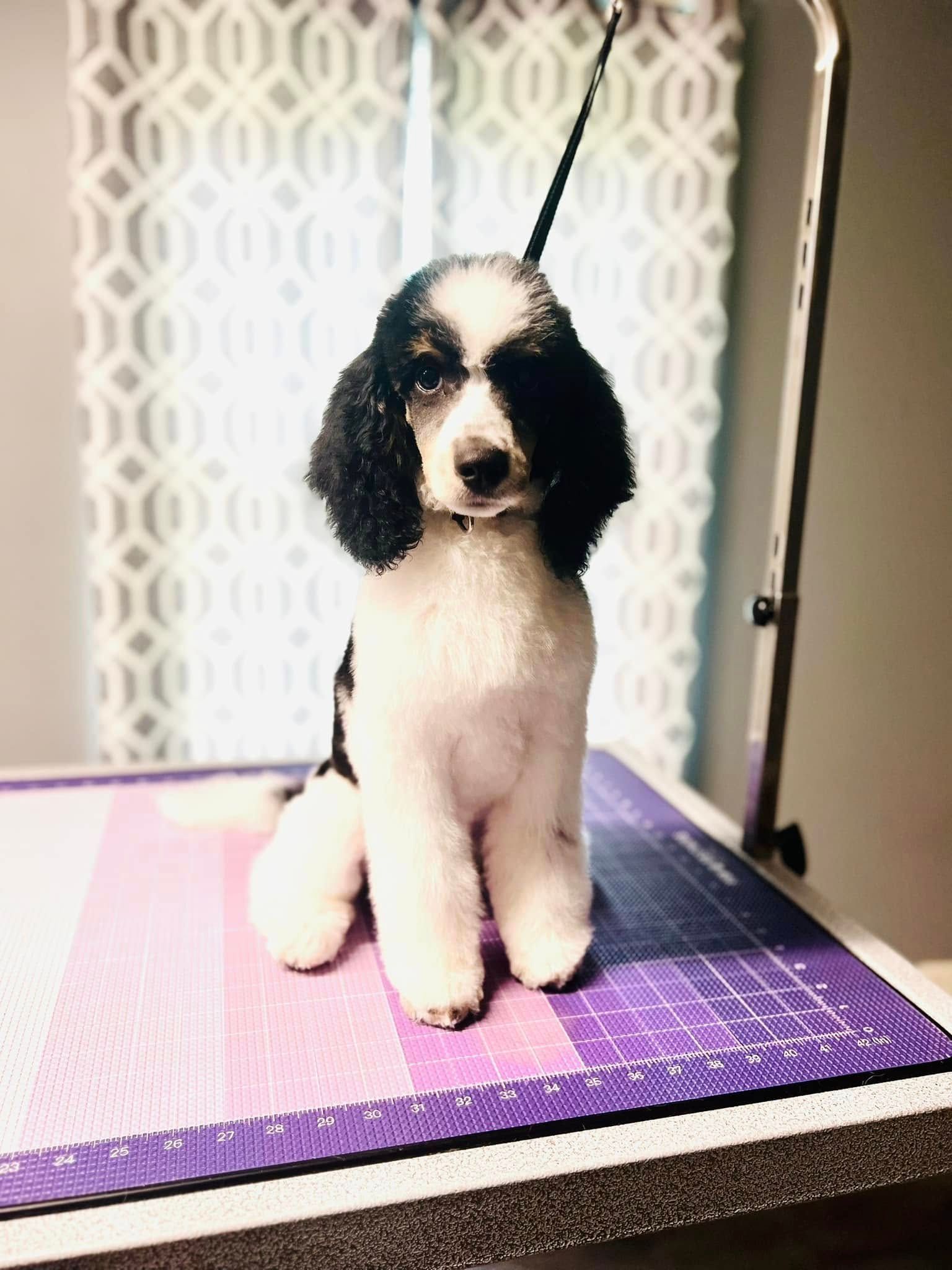 A black and white poodle mix sits on a purple grooming table in front of a patterned curtain.