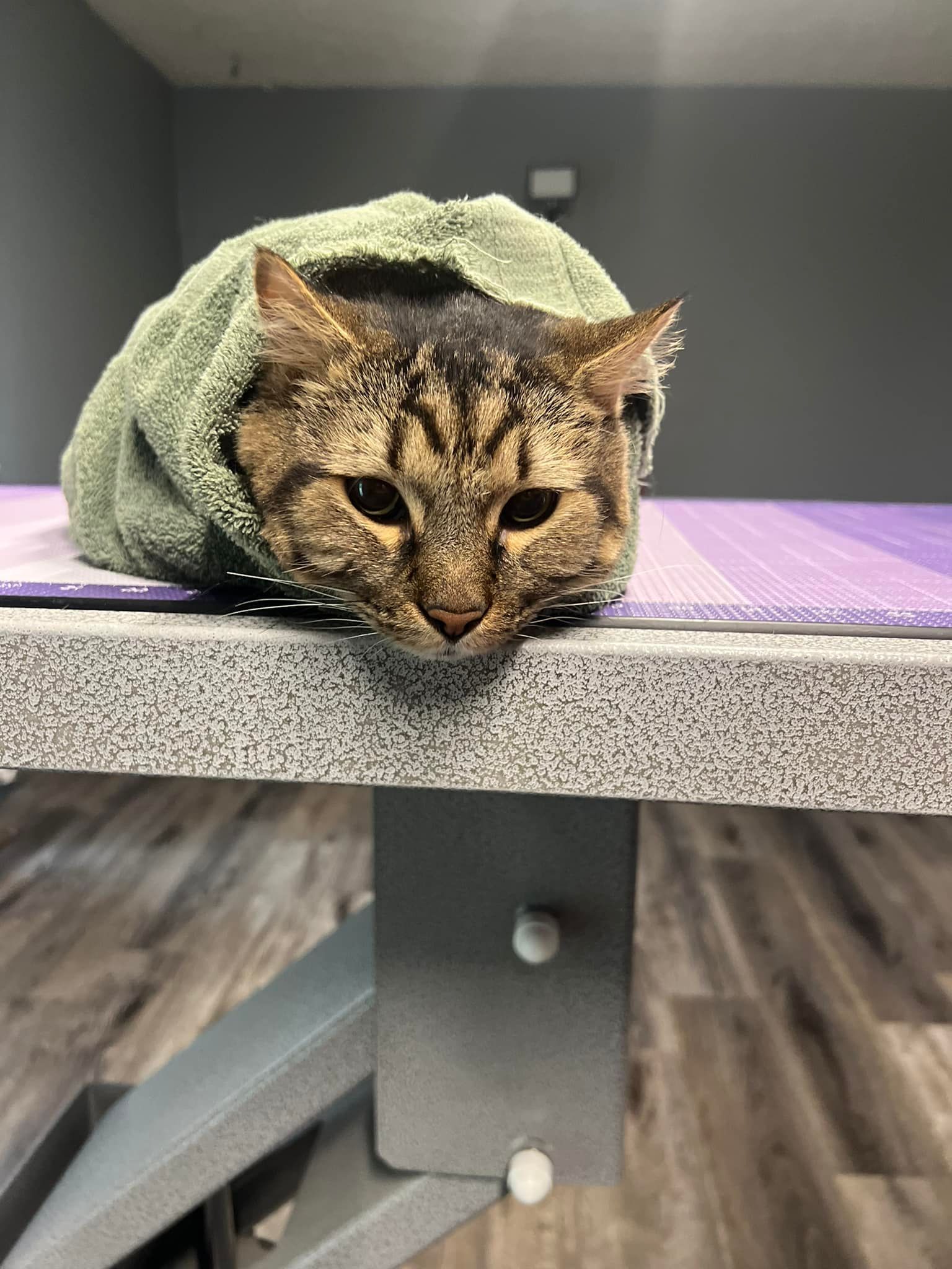 A tabby cat wrapped in a green towel rests its chin on the edge of a veterinary exam table.