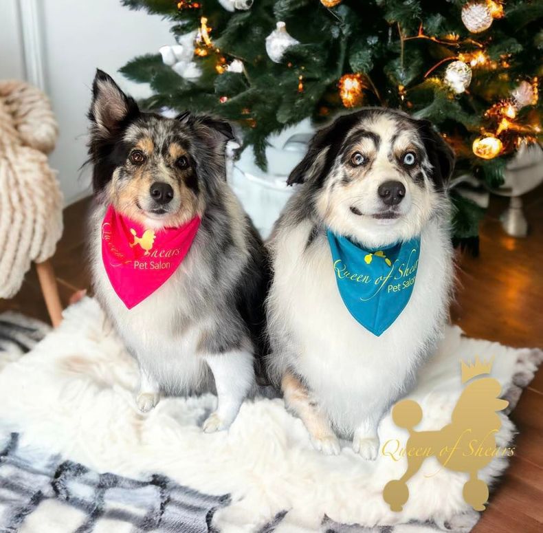 Two merle dogs sit on a white rug in front of a Christmas tree, wearing pink and blue branded bandanas.