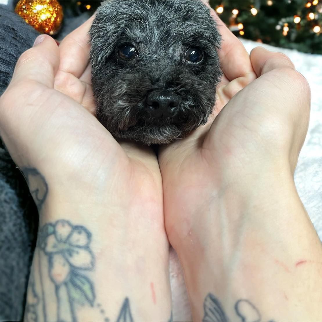A pair of tattooed hands gently cups a tiny, dark gray, curly-haired puppy’s head against a blurred, festive background.