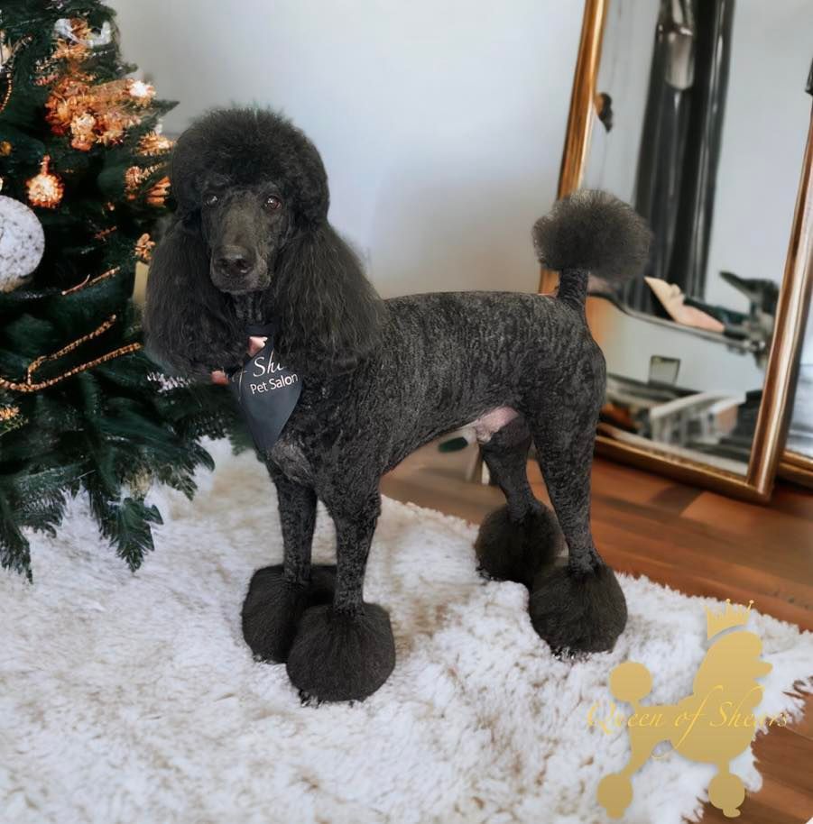 A dark-colored poodle with a pom-pom cut stands on a white rug next to a decorated Christmas tree.
