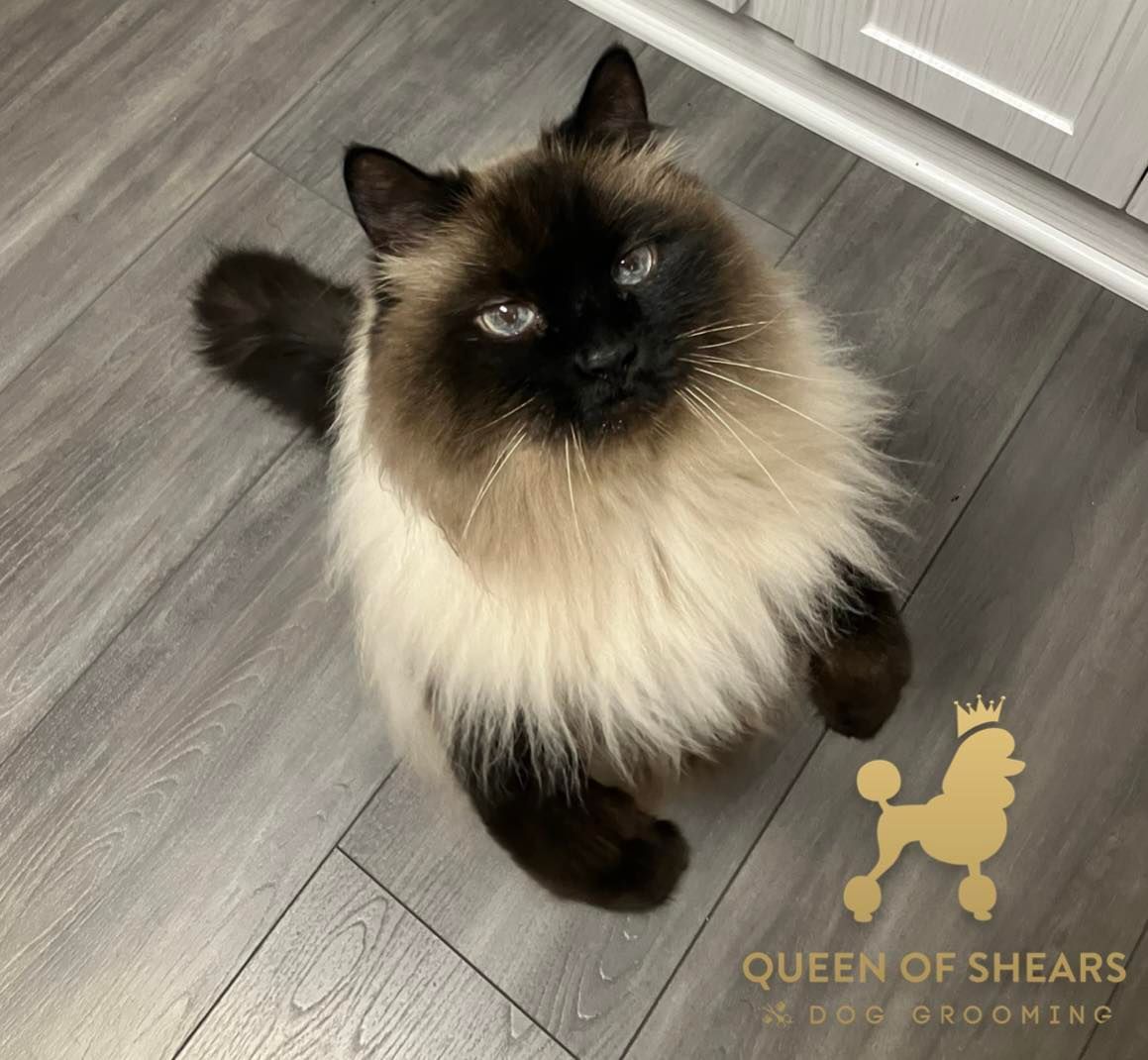 A fluffy Himalayan cat with a dark brown face and light cream fur stands on a gray wooden floor looking up.