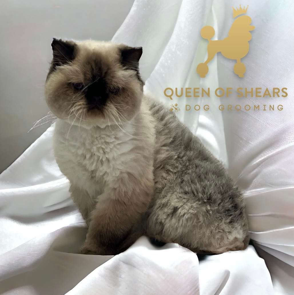 A fluffy, cream and grey Persian cat with a flat face sitting on a white sheet, with a logo in the top right corner.