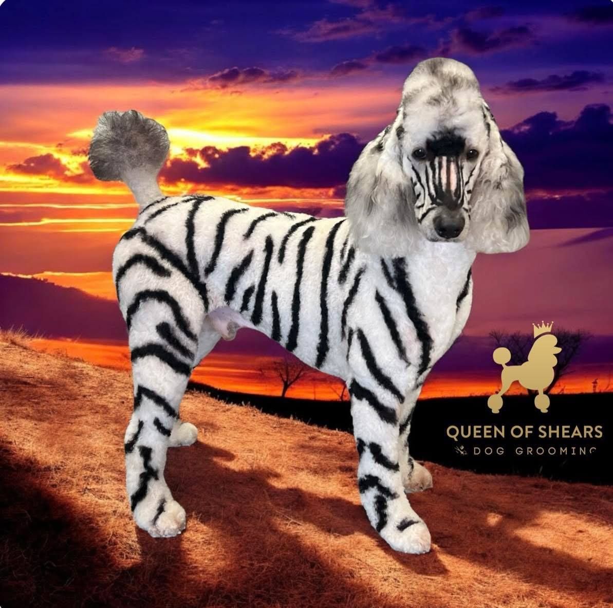 A poodle groomed with black tiger stripes against a sunset background, with a 