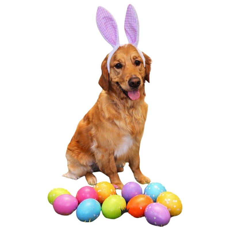 A golden dog wearing purple bunny ears sits happily behind a collection of colorful patterned Easter eggs.