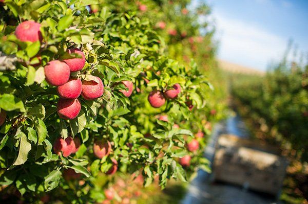 An apple orchard in Washington.